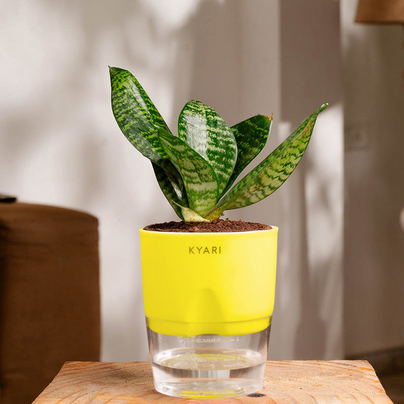 Kyari Sansevieria Snake Plant With Self Watering Pot (Green) - 18 cm