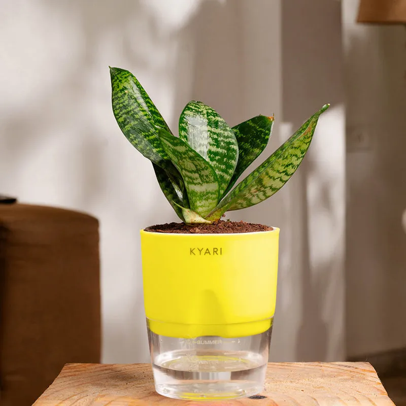 Kyari Sansevieria Snake Plant With Self Watering Pot (Green) - 18 cm media 1