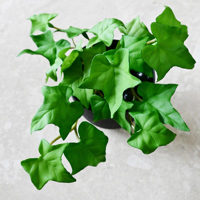 Ivella Artificial Mini Ivy Plant With Basic Black Plastic Pot - 14 cm media 6
