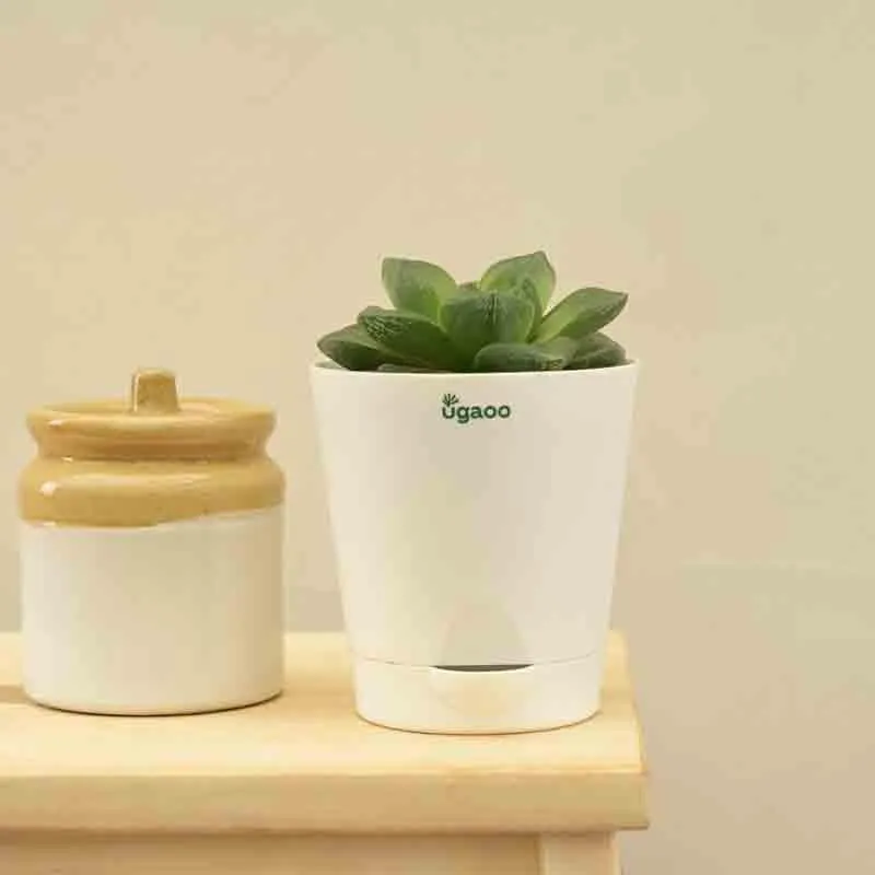 Green Haworthia plant in a white pot beside a ceramic container