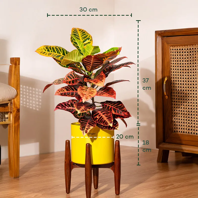 Kyari Croton Plant With Metal Self Watering Pot (Yellow) - 2 Feet media 5