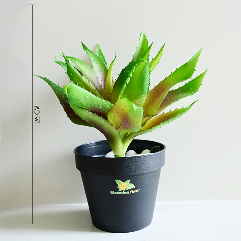 Alvera Artificial Aloe Vera Plant With Black Plastic Pot - 24 cm media 6