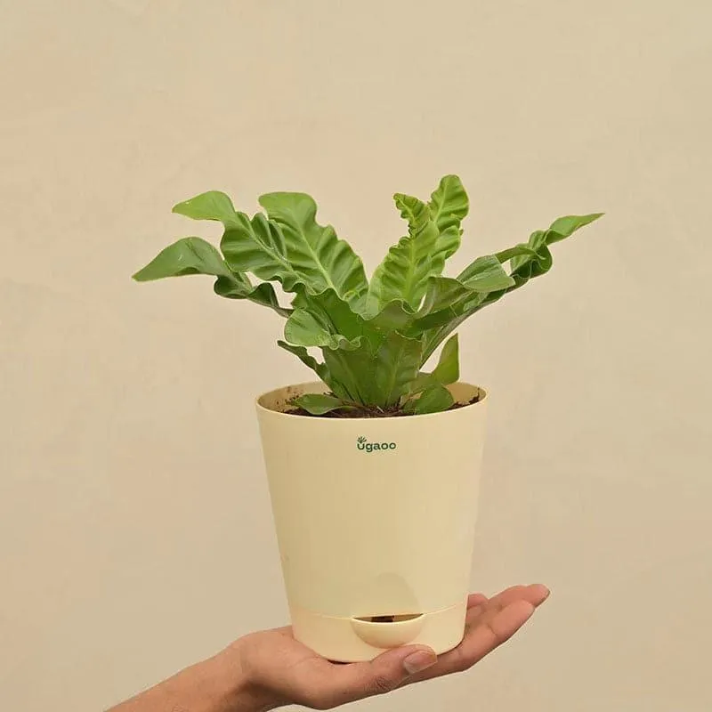 Ugaoo Cobra Fern Natural Live Indoor Plant - Medium media 4
