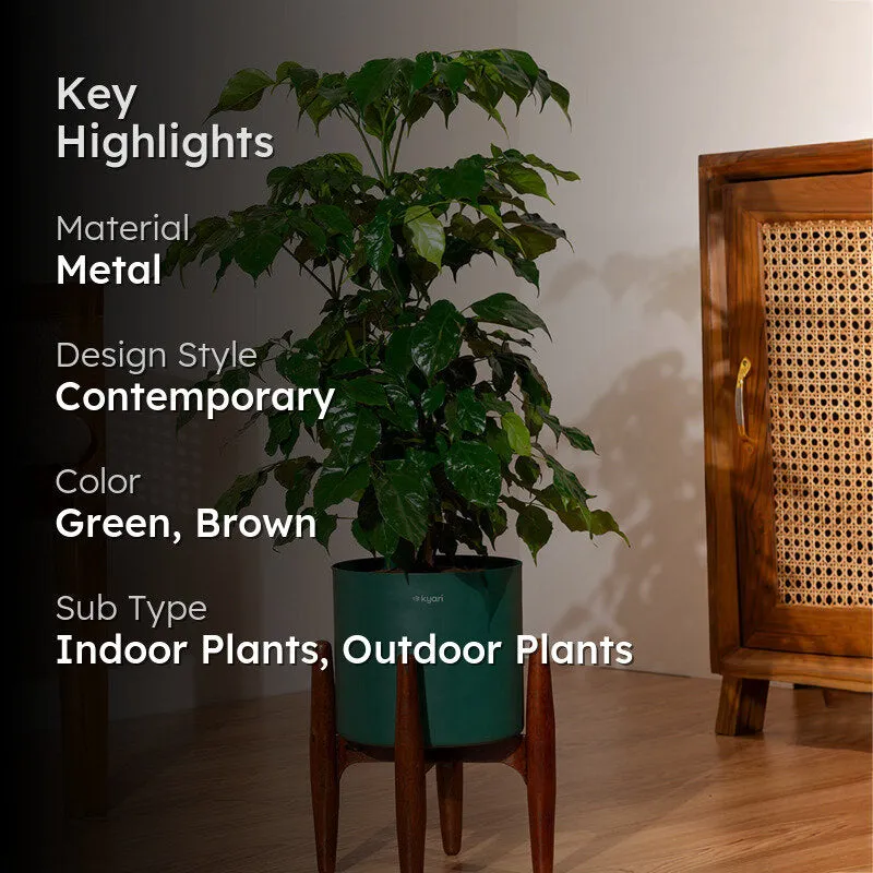 Kyari China Doll Plant With Metal Self Watering Pot (Green) - 2.5 Feet media 2