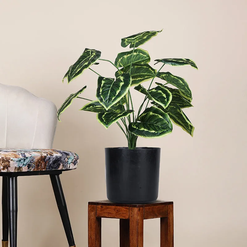 Botanika Artificial Money Plant III With Black Plastic Pot & pebbles - 2 Feet media 1