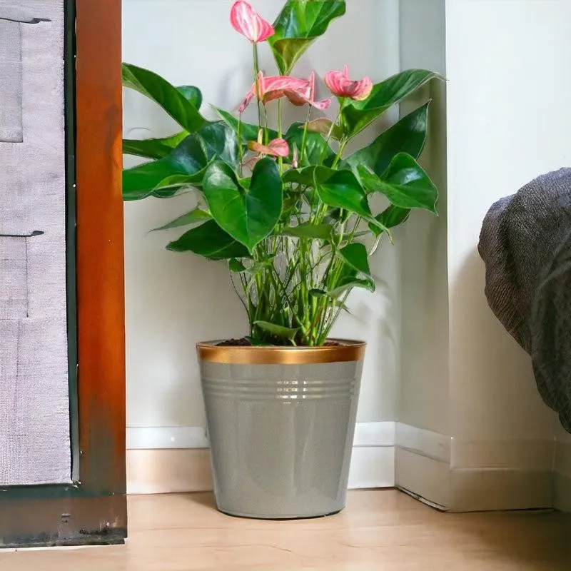 Elno Dola Planter (Grey & Gold) - Set Of Three media 5