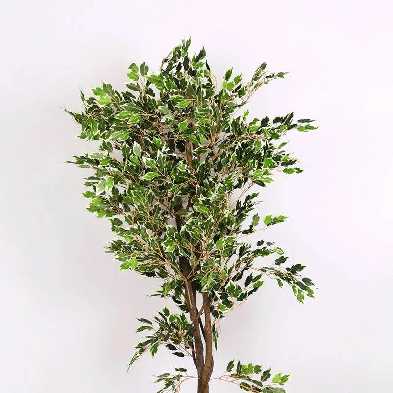 Verdiq Artificial Ficus With Black Plastic Pot - 5.5 Feet media 5
