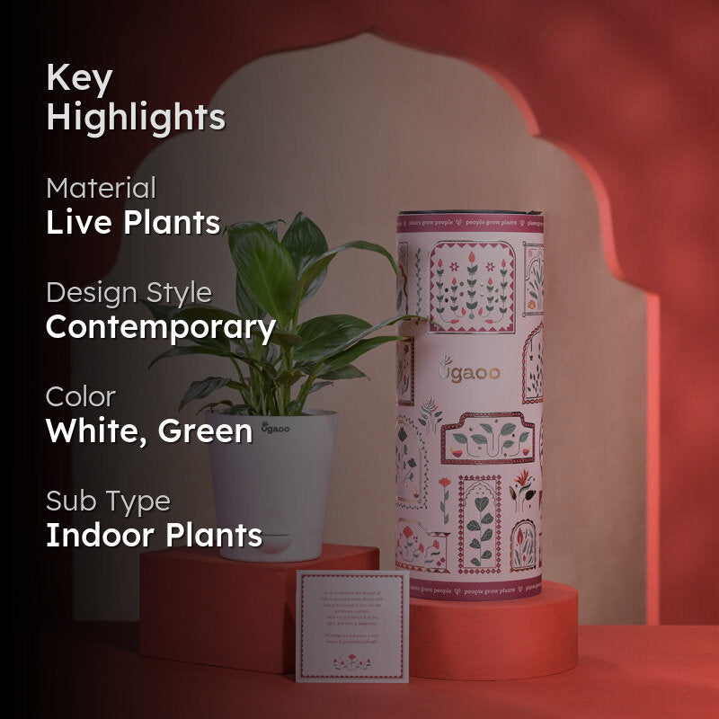 Peace Lily Plant With Self Watering Pot Diwali Gift media 2