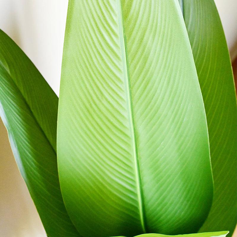 Strelixa Artificial Bird Of Paradise Plant With Basic Black Plastic Pot - 119 cm (4 ft) media 5