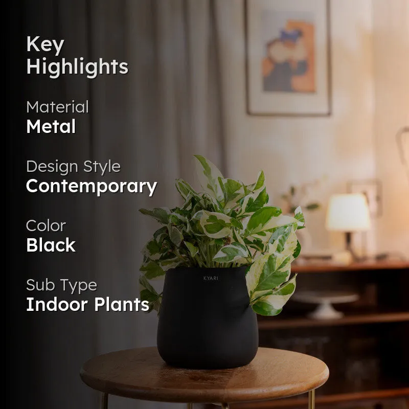 Kyari Money Plant With Metal Self Watering Pot - Black media 2