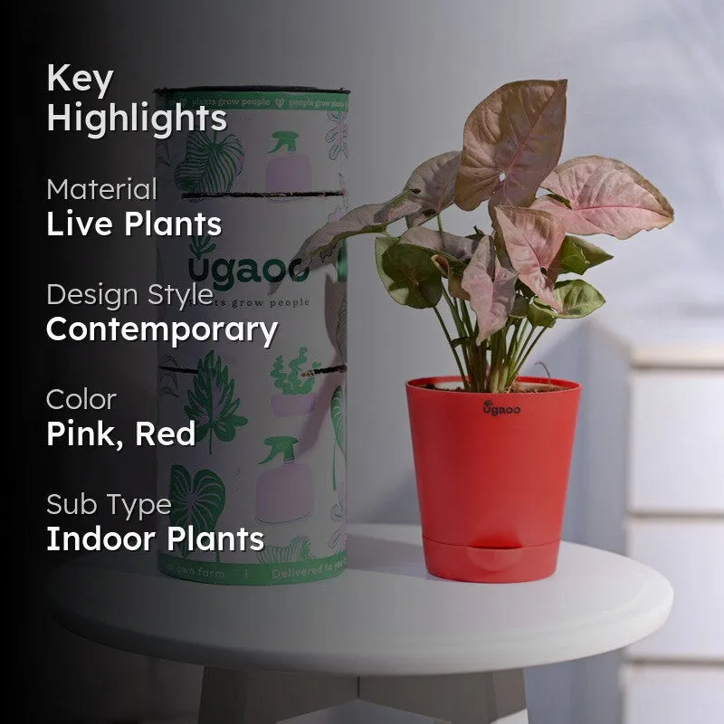 Ugaoo Syngonium Pink Plant media 2