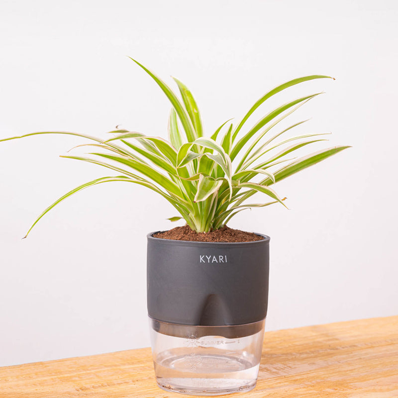 Kyari Spider Plant With Self Watering Pot - Grey media 6
