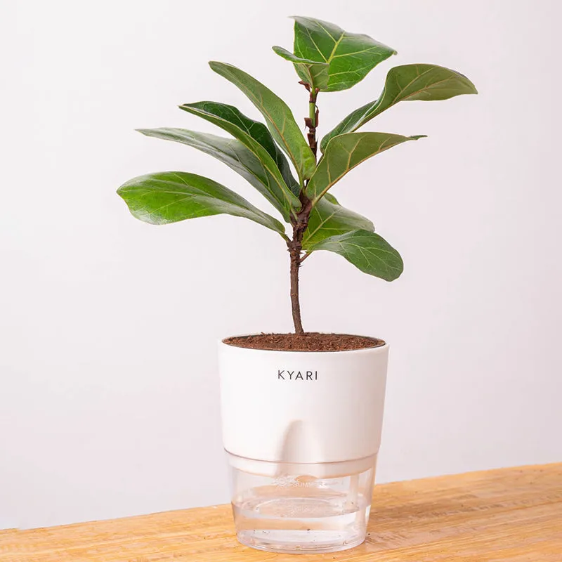 Kyari Fiddle Fig Plant With Self Watering Pot (White) - 18 cm media 6