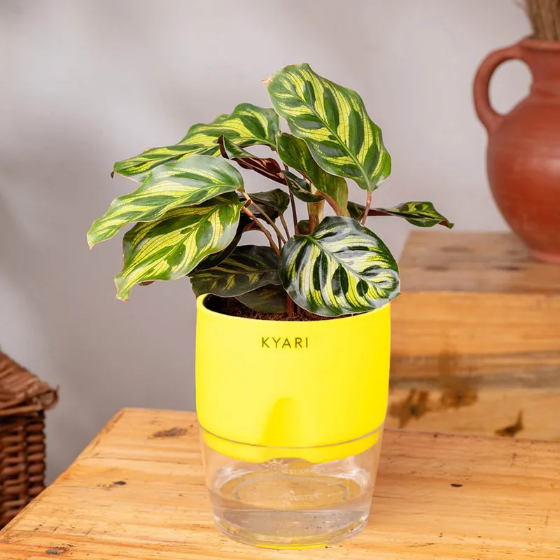 Kyari Peacock Plant With Self Watering Pot (Yellow) - 18 cm media 3
