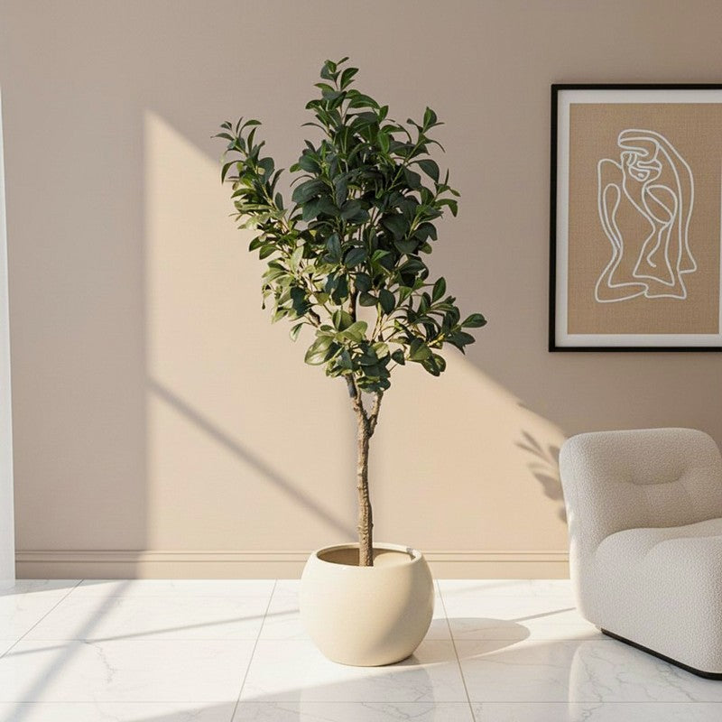 Villa Verde Artificial Ficus With Black Plastic Pot - 5.3 Feet