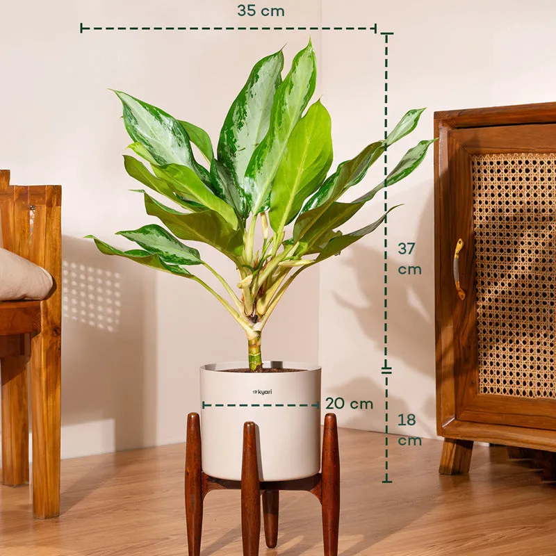 Kyari Aglonema Ice Plant With Metal Self Watering Pot (Beige) media 5