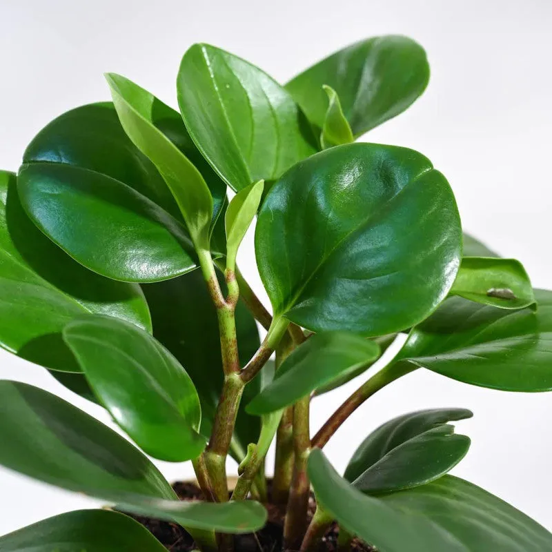 Ugaoo Peperomia Green Plant media 3