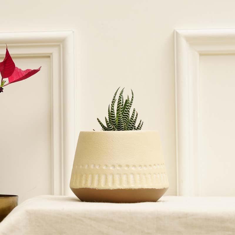 Terracotta Osmosis Planter media 3