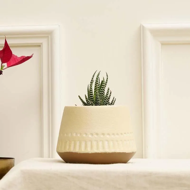 Terracotta Osmosis Planter media 3