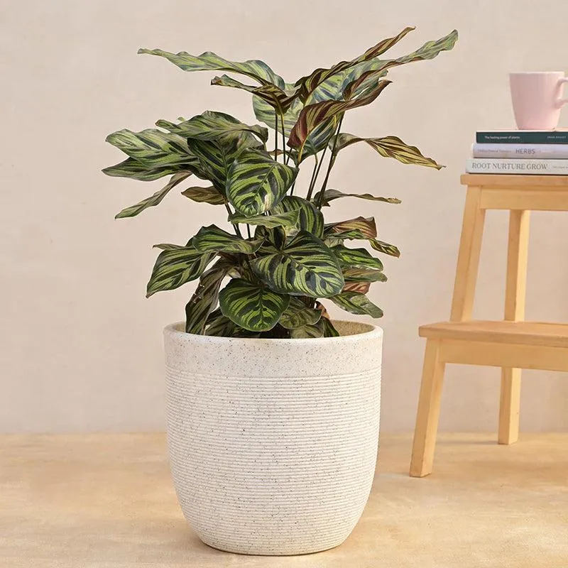Ugaoo Orbridge Plastic Planter - White media 2