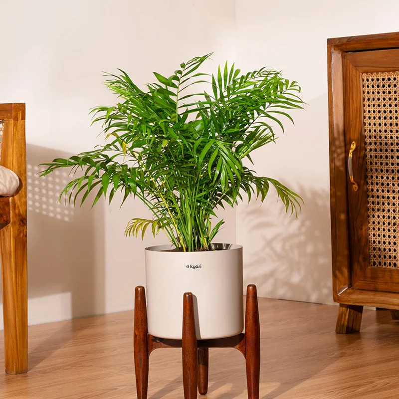 Kyari Areca Palm With Metal Self Watering Pot (Cream) - 2.5 Feet media 1