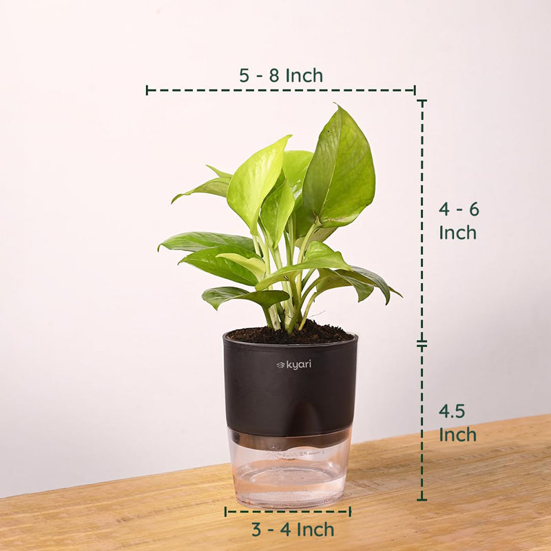 Kyari Golden Pothos Plant With Self Watering Pot - Black media 7