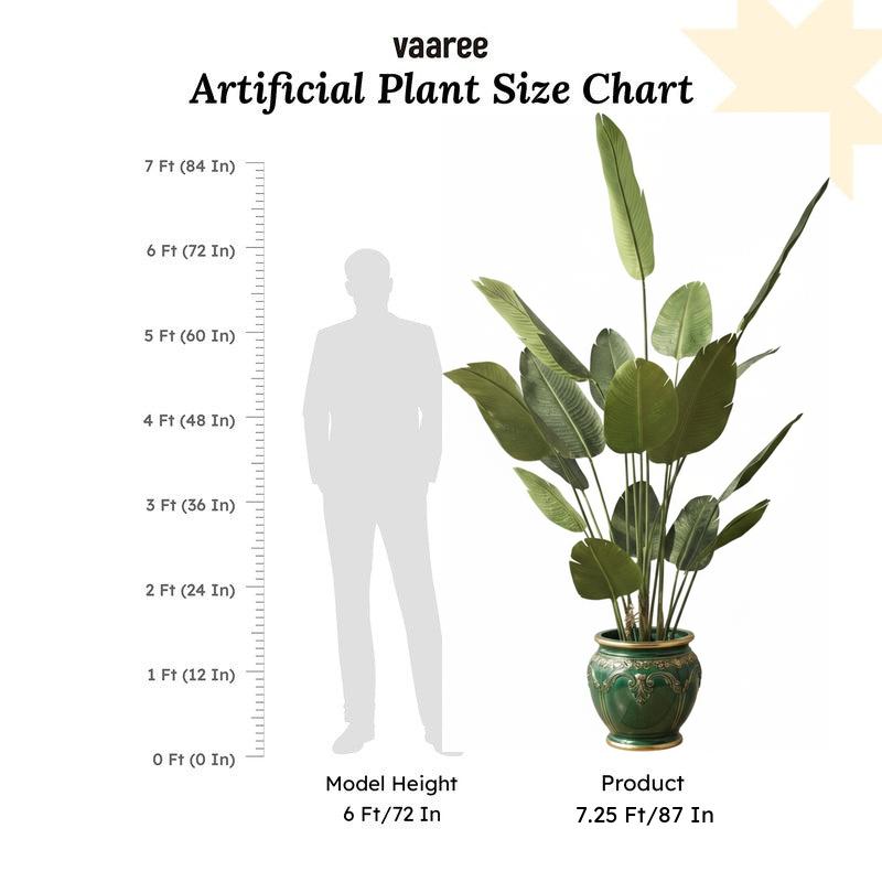 Virella Banana Leaf Palm Plant With Black Plastic Pot - 7.2 ft media 7
