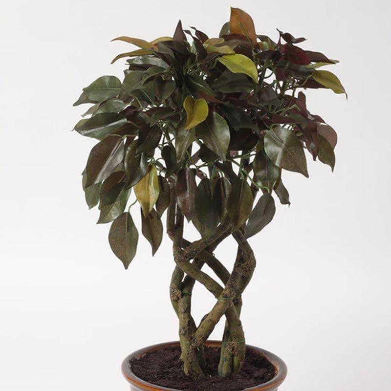 Faux Creeper Ficus Bonsai (41 cms) - Green & Red media 3