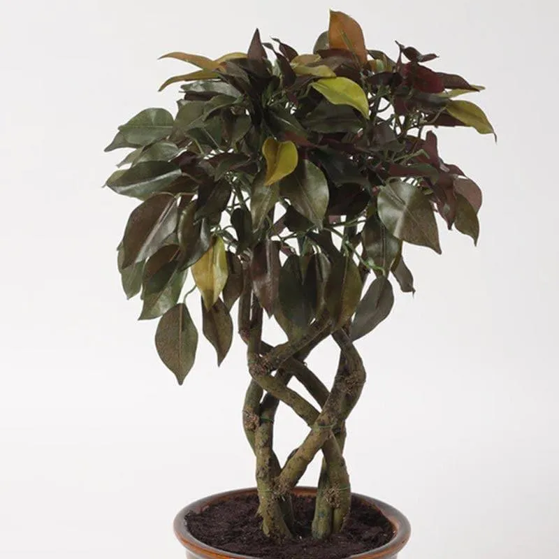 Faux Creeper Ficus Bonsai (41 cms) - Green & Red media 3