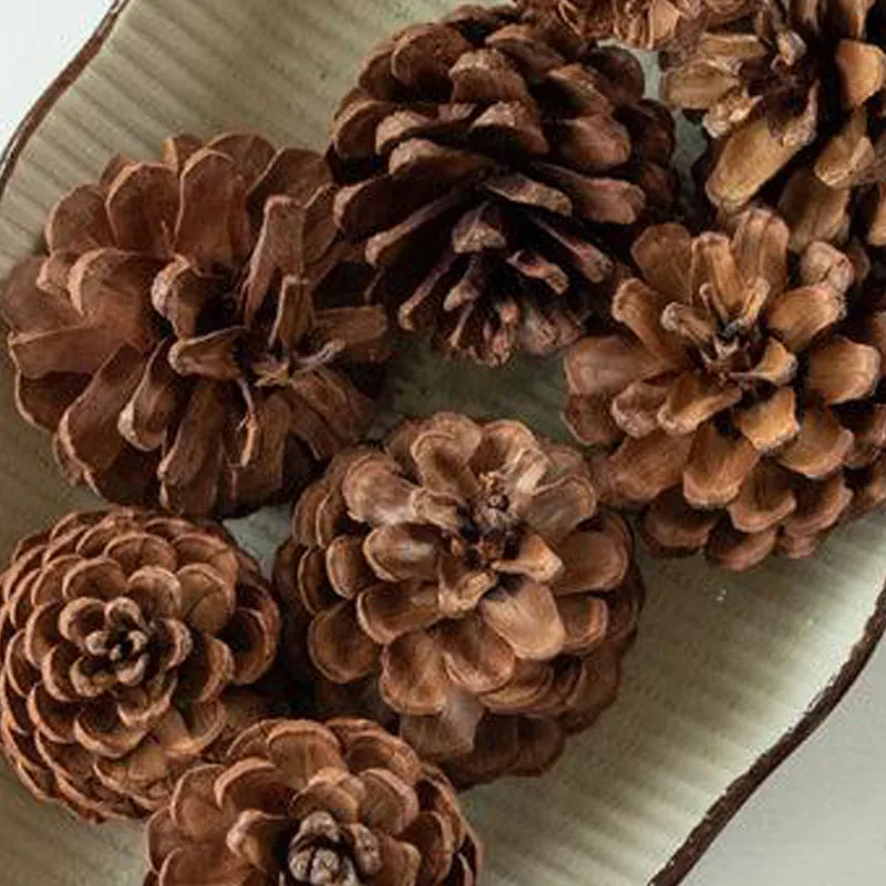 Alpine Dried Pine Cone - Set Of Ten media 5