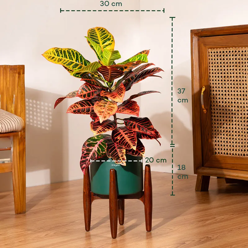 Kyari Croton Petra Plant With Metal Self Watering Pot (Green) media 5