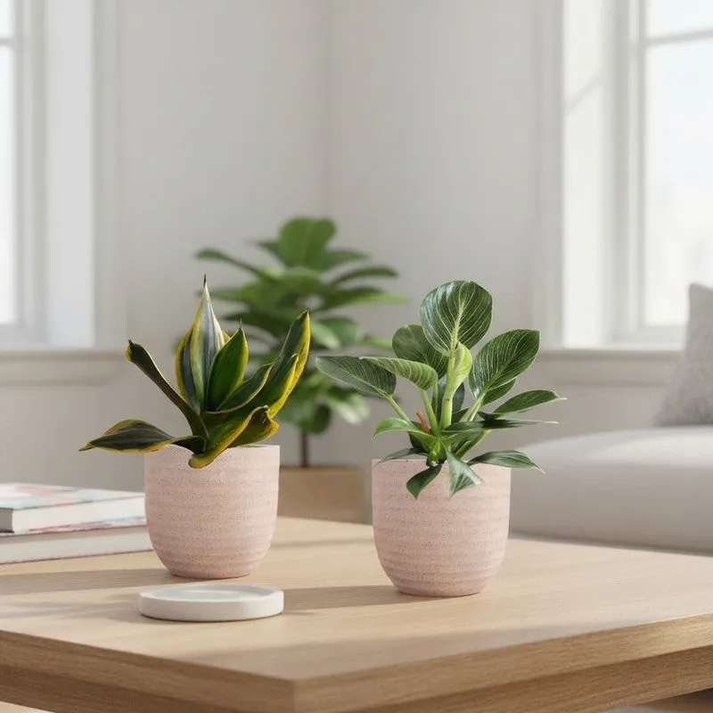 Greenkin Birkin & Golden Snake Live Plants (Ivory) - Set Of Two media 1