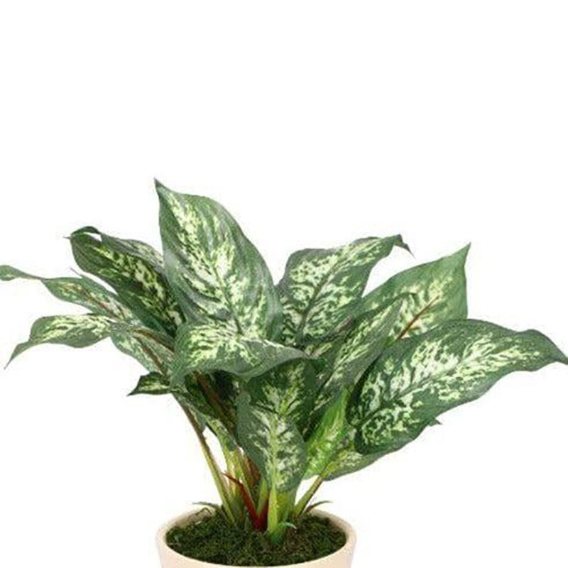 Faux Dieffenbachia Bonsai In Ceramic Pot (26 cms) - Patched Green media 3