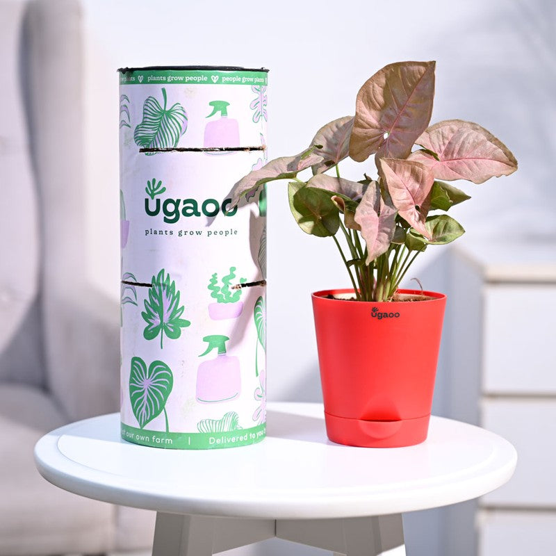 Live Plants