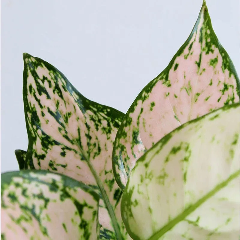 Greenkin Aglaonema Wishes & Snake Live Plants (Ivory) - Set Of Two media 6