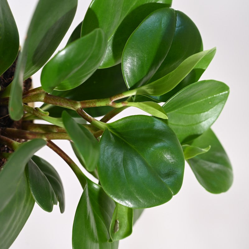 Ugaoo Crassula Ovata Plant media 3