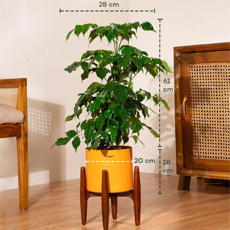 Kyari China Doll Plant With Metal Self Watering Pot (Orange) - 2.5 Feet media 5