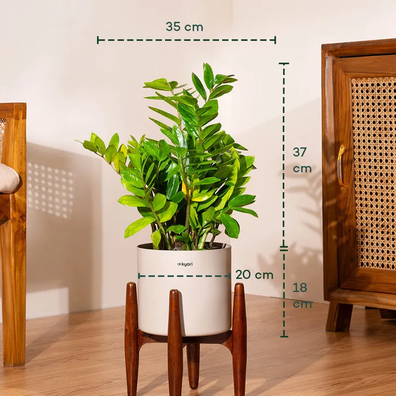 Kyari Green ZZ Plant With Metal Self Watering Pot (Beige) media 5