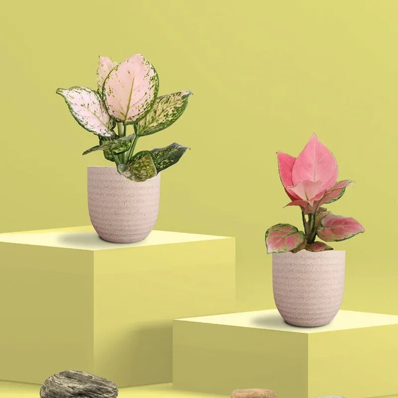 Greenkin Aglaonema Pink & Wishes Live Plants (Ivory) - Set Of Two media 3