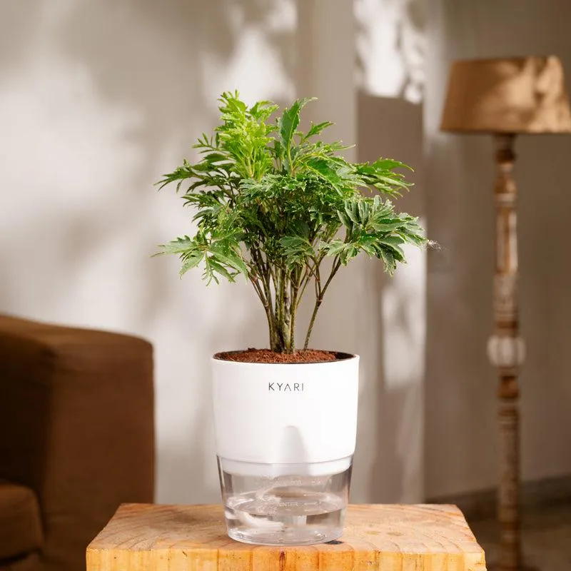 Kyari Aralia Green Plant With Self Watering Pot - White media 1