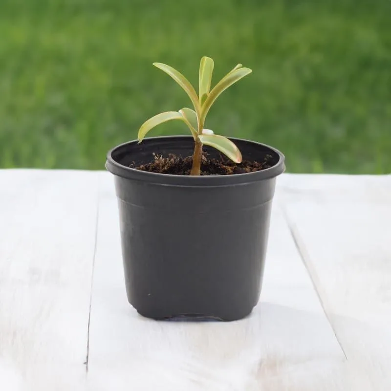 Black plastic plant pot holding a small plant outdoors
