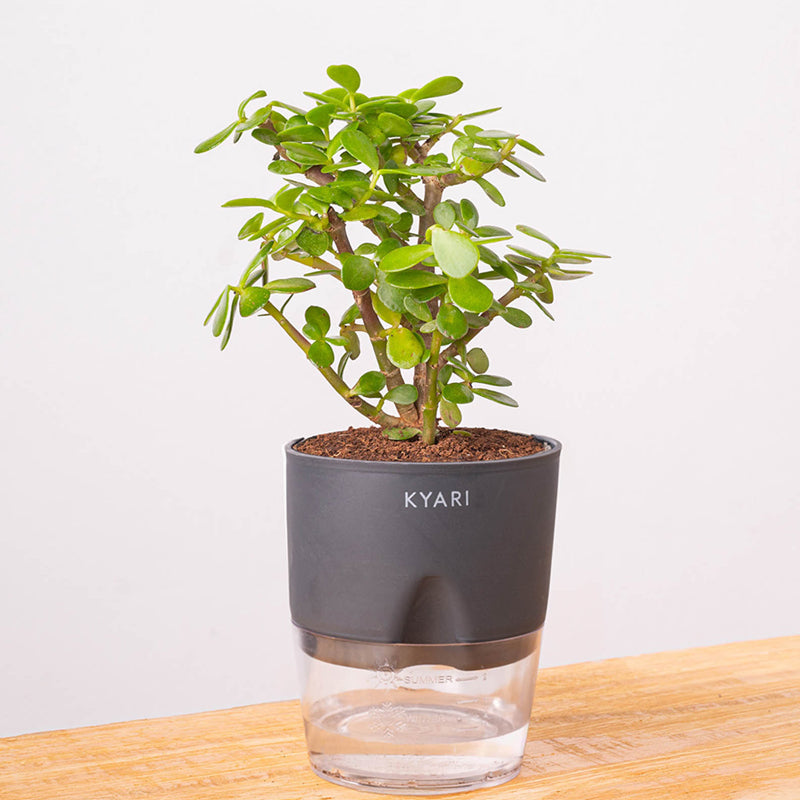 Kyari Jade Plant With Self Watering Pot (Grey) - 18 cm media 6