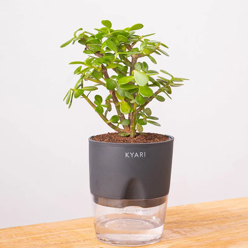 Kyari Jade Plant With Self Watering Pot (Grey) - 18 cm media 6