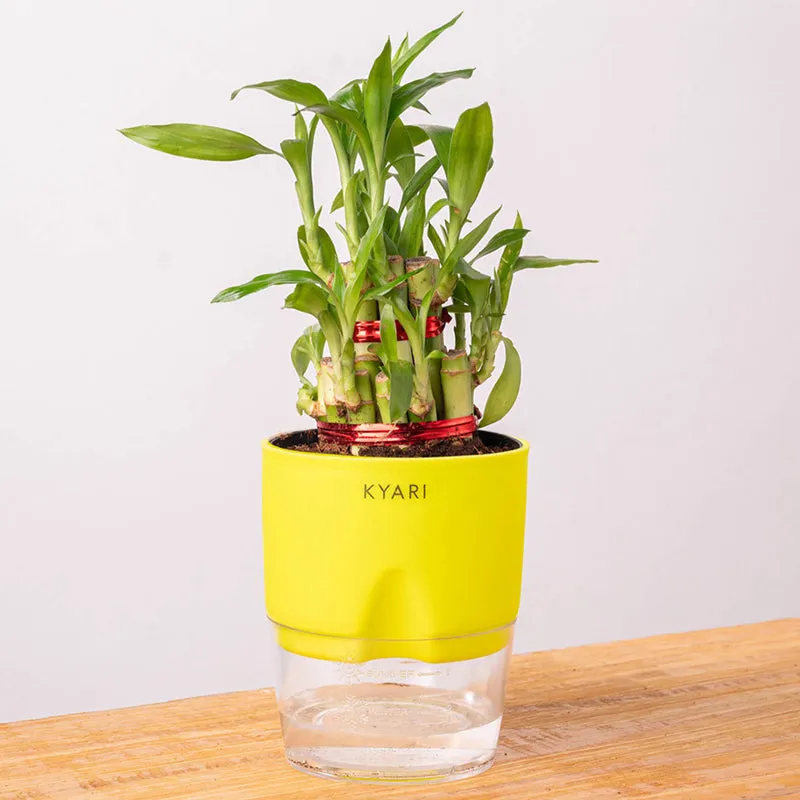 Kyari 2-Layer Lucky Bamboo With Self Watering Pot (Yellow) - 18 cm media 6