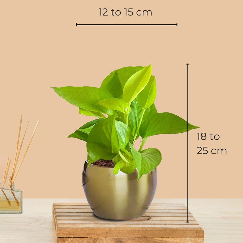 Greenkin Vastu Plants for Home Live Plants - Set Of Two media 9