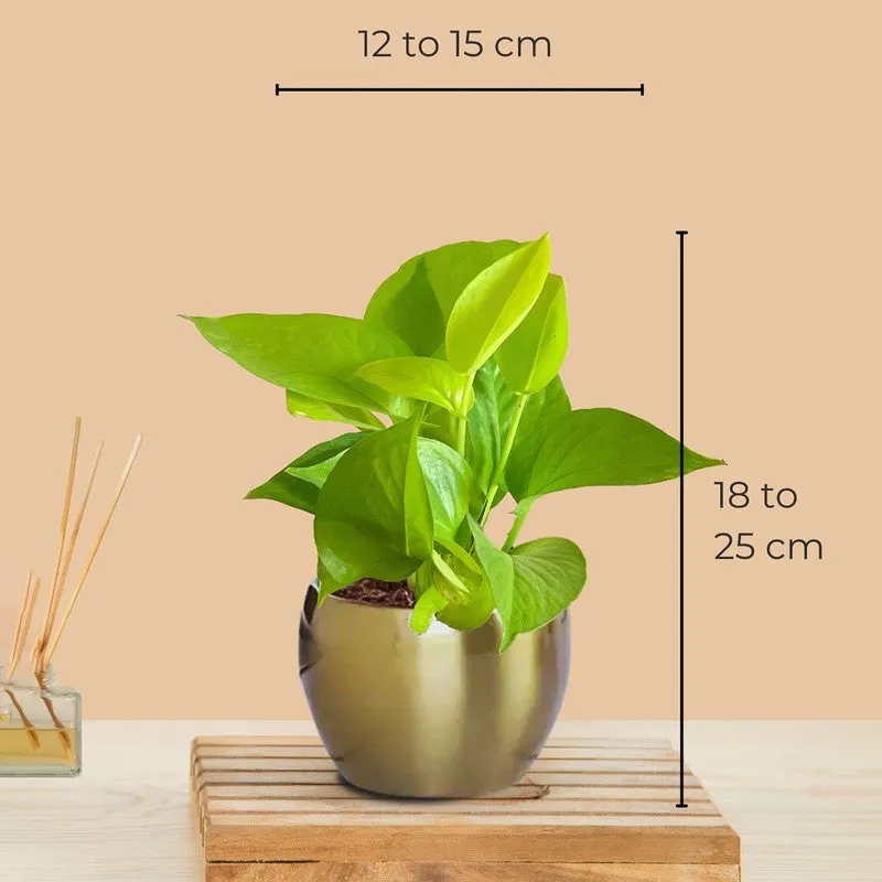 Greenkin Vastu Plants for Home Live Plants - Set Of Two media 9