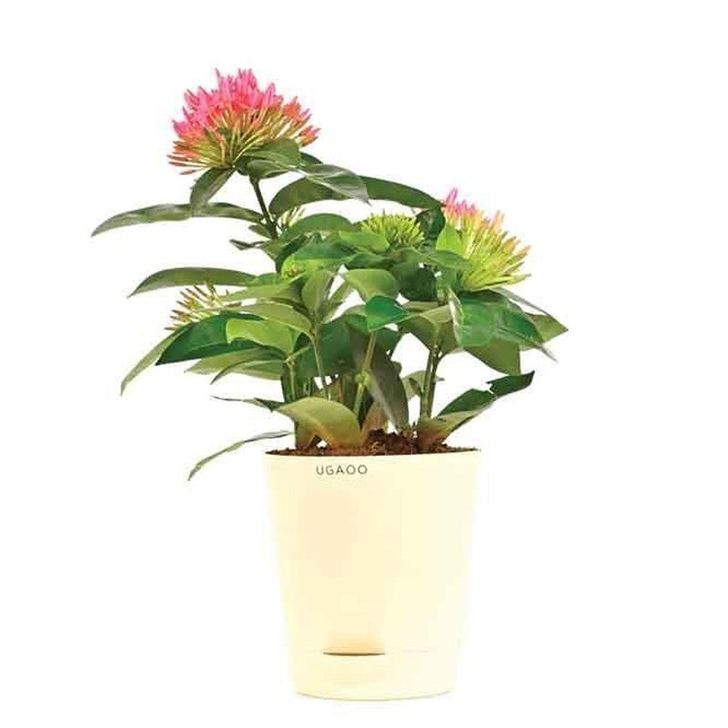 Live Plants