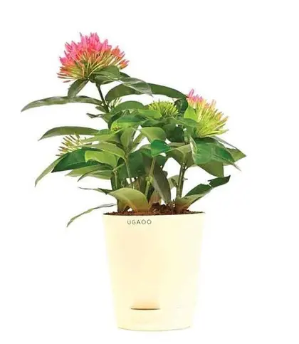 Live Plants