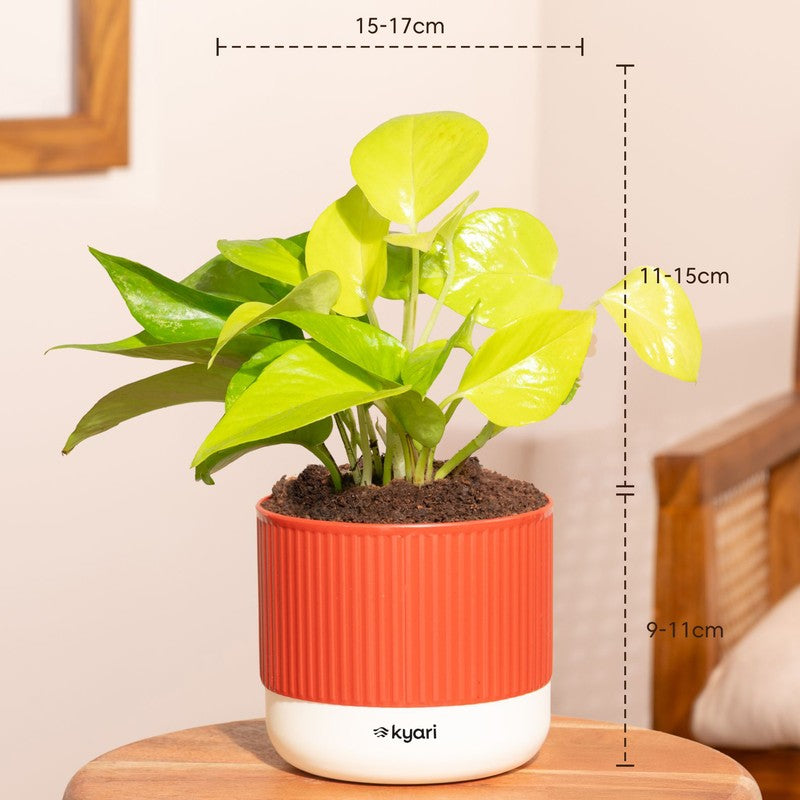 Kyari Variegated Money Plant with Self Watering Pot - Red media 7