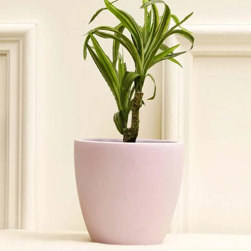 Mebu Planter media 3